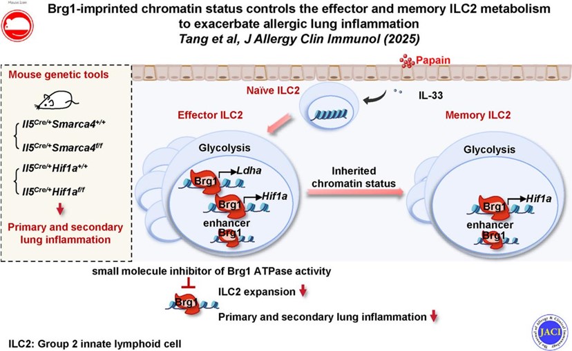 Researchers Reveal the Epigenetic Mechanisms Regulating ILC2 Memory and Asthma Recurrence